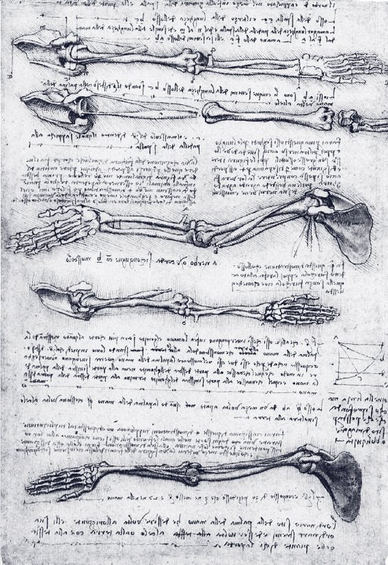 Por qué estudiar anatomía - Osteopatía Lanziano