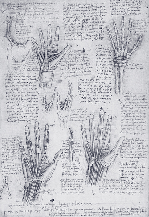 Por qué estudiar anatomía. Ilustración de Da Vinci - Osteopatía Lanziano