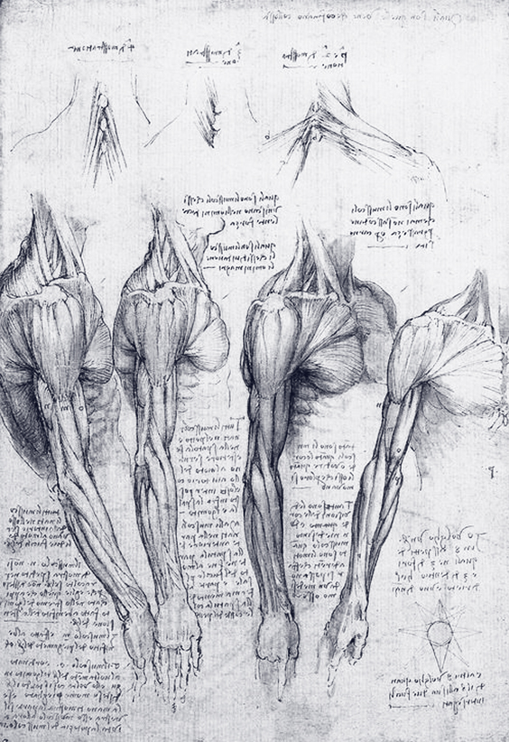 Ilustración anatómica - por qué estudiar anatomía