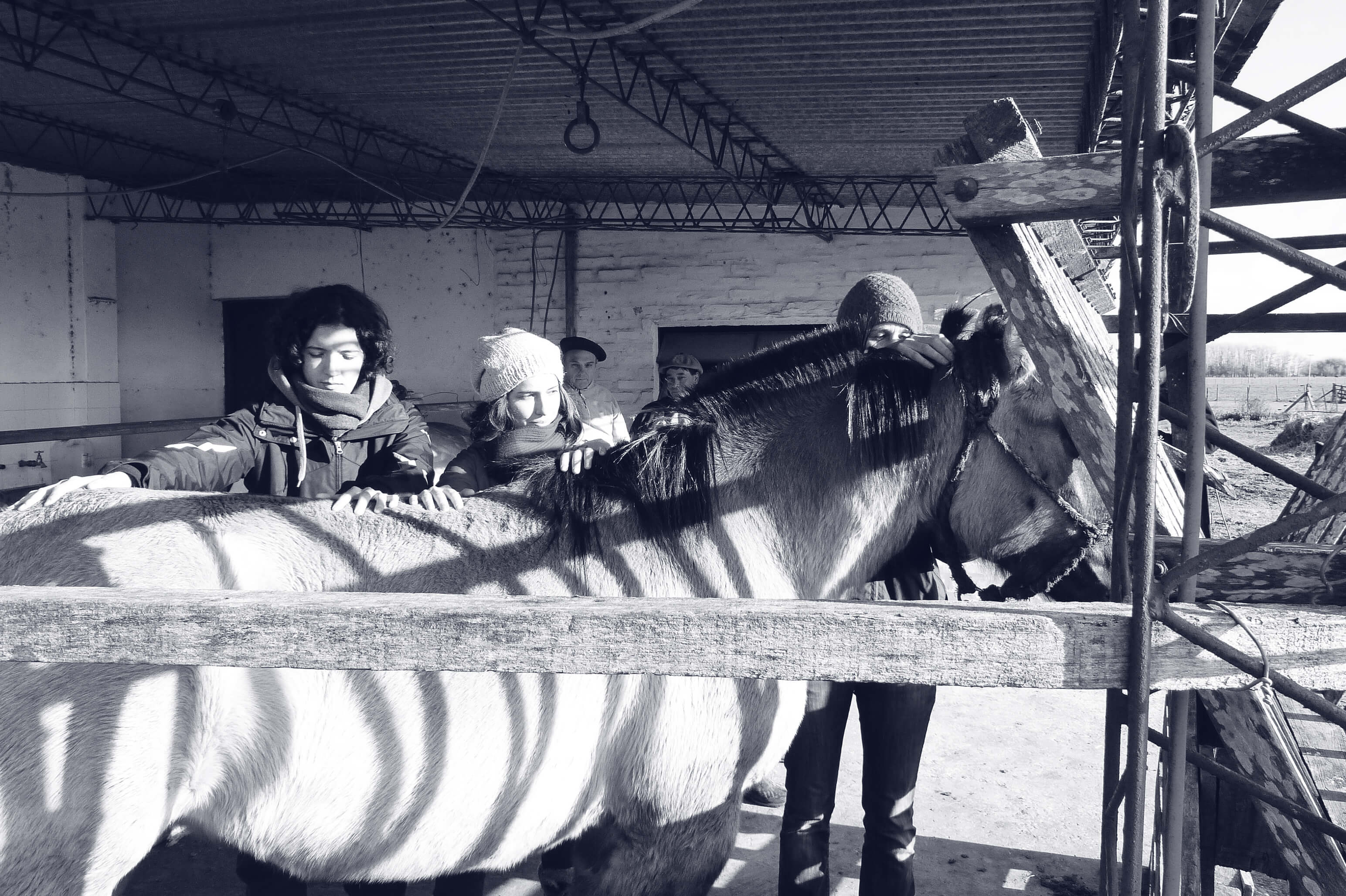 Osteopatía veterinaria - Lucía Lanziano Osteopatía